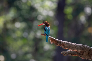 Stork-billed Kingfisher bird perches on a limb, with beautiful bokeh as background.