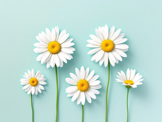 Fototapeta premium White daisies on a light blue background.