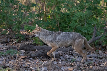 Indian Jackal walking along the woodlands in India.