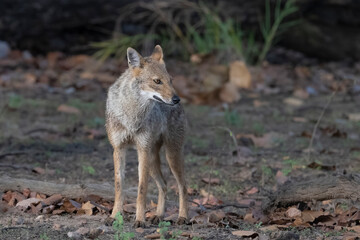 Indian jackal standing alert close up.