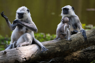 Female hanuman or gray langur monkeys are sitting on a log each with one of their offspring.