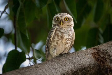 Spotted owlet perched on a limb looking at camera.