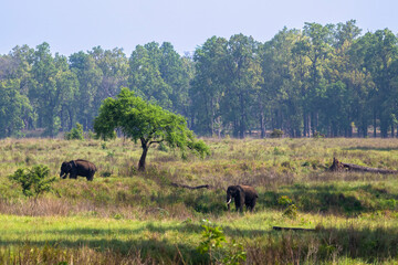 Fototapeta premium Two Indian elephants with tusks, grazing in the grass with forest in the background.