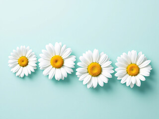 Obraz premium White daisies on a light blue background.