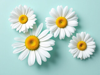 Obraz premium White daisies on a light blue background.