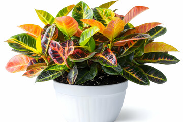 Colorful Croton Plant Showcases Vibrant Foliage in a White Pot on a White Backdrop