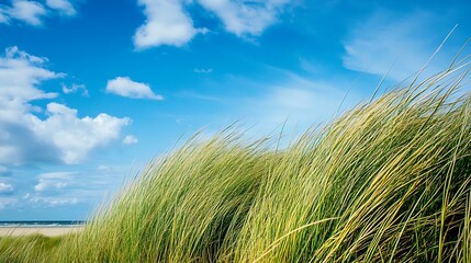 Coastal Serenity: Windswept Grasses Under a Summer Sky