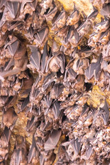 Fruit bats hanging upside down in a cave on the seashore