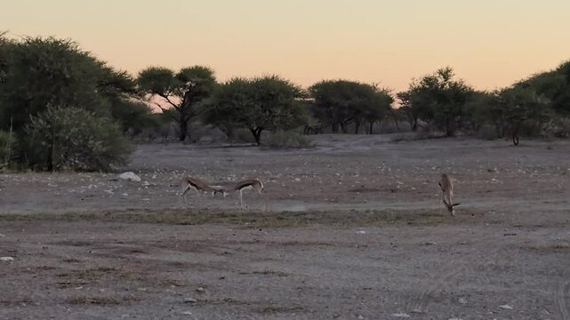 springbuck at sunset