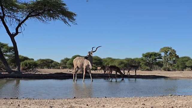 Kudo at the water hole