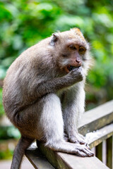 Macaque Monkey living wild int the rainforest of Ubud, Bali, Indonesia