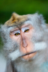 Macaque Monkey in Monkey Forest, Ubud, Bali, Indonesia