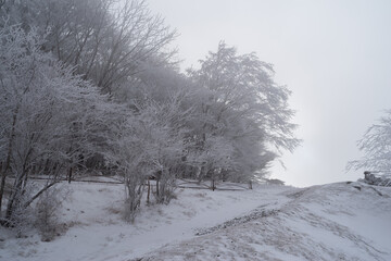 美しい霧氷の森