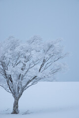 美しい霧氷の木