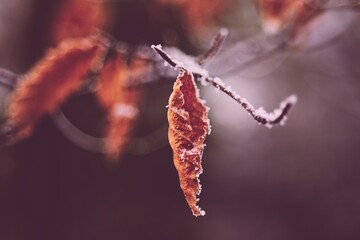 A Fall/ Autumn colored leaf hanging from a branch covered in frost. A cold winter day in the woods.
