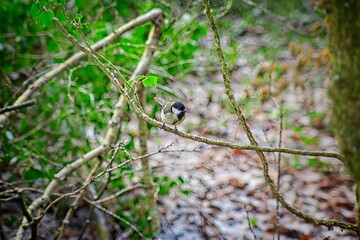 a small bird perched on a thin branch amidst a dense, green, and slightly blurred forest or woodland area. The bird is the focal point, adding interest to the natural setting