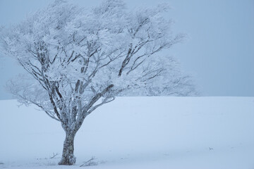 美しい霧氷の木