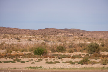 Wild burros in the desert