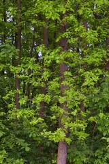 Spring Green Leaves in Woods