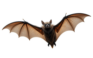 Flying bat isolated on transparent background,