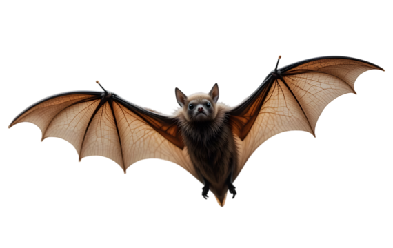 Flying bat isolated on transparent background,