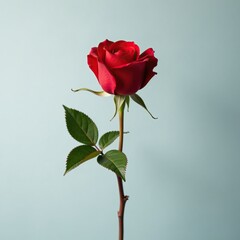 Fototapeta premium A single long-stemmed red rose with gentle curves, red, long-stem, curved