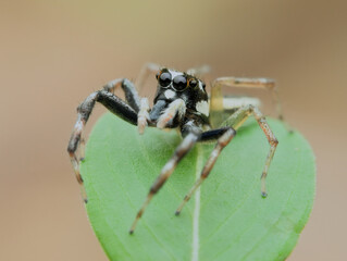 Jumping spider on the leaf