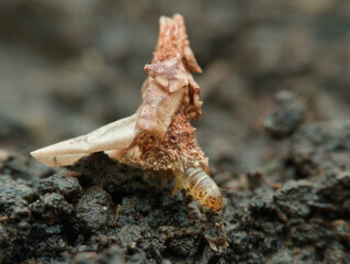Bagworm walking on the ground
