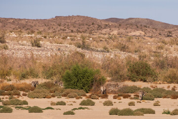 Wild burros in the desert