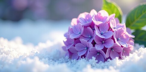 Obraz premium Delicate purple hydrangea blooms on a snowy white surface, nature, white, bloom