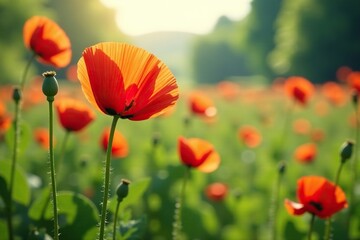 Fototapeta premium Delicate poppy blossoms swaying gently in the breeze, foliage, nature