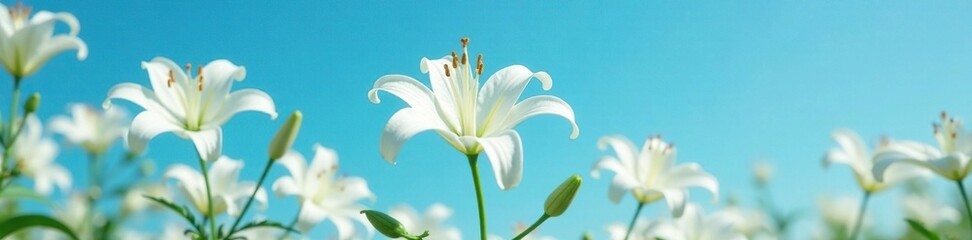 Delicate white lily blooms against a cerulean sky, lilies, garden scenes
