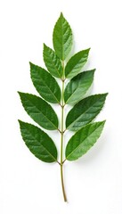 Obraz premium Dry laurel leaf bundle isolated on white background, botanical, white