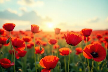 Field of red poppies with a subtle gradient effect, red, nature, poppy