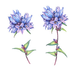 Set with watercolor bellflower Campanula isolated on white background. Hand-drawn spring and summer blue purple flower. Clipart for sticker florist or wrapping. Wildflower for wallpaper or sketchbook