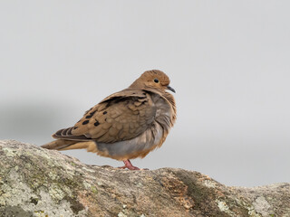 Side profile view of a Mourning Dove fluffed up and perched on a rock