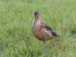 Close up of an adult Long-billed Dowitcher in alternate, summer plumage and feeding in wet grassland.