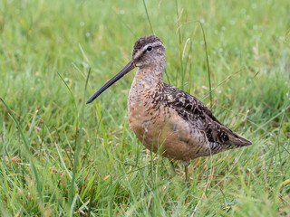 Close up of an adult Long-billed Dowitcher in alternate, summer plumage and feeding in wet grassland.