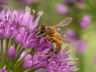 Close up of a Honey Bee feeding on a brightly colored allium flower