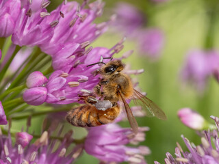 Close up of a Honey Bee feeding on a brightly colored allium flower