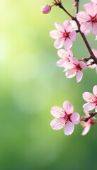 Fototapeta premium Soft pink blossoms fall gently on a light green background, spring, soft focus