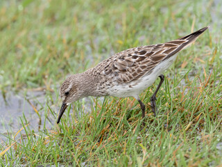 An adult White-rumped Sandpiper in worn alternate, summer plumage feeding in wet grassland.