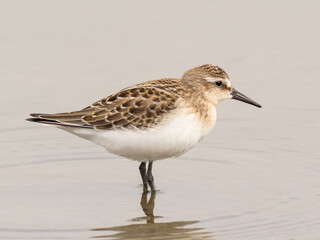 Juvenile Semipalmated Sandpiper feeding in shallow water