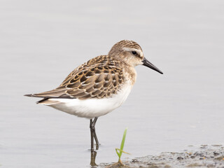 Juvenile Semipalmated Sandpiper feeding in shallow water