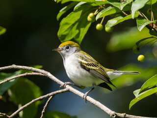 A brightly colored juvenile Chestnut-sided warbler perched on a branch