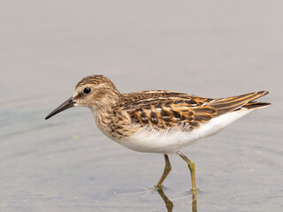 Close up of a juvenile Least Sandpiper feeding in shallow water