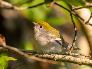 A brightly colored juvenile Chestnut-sided warbler perched on a branch