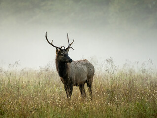 Three Quarter Profile Of Small Male Elk In Foggy Field