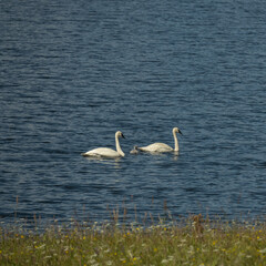 Two Adult Swans And Cygnet Between Them