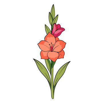 orange gladiolus flower stem, green leaves clip art preview
